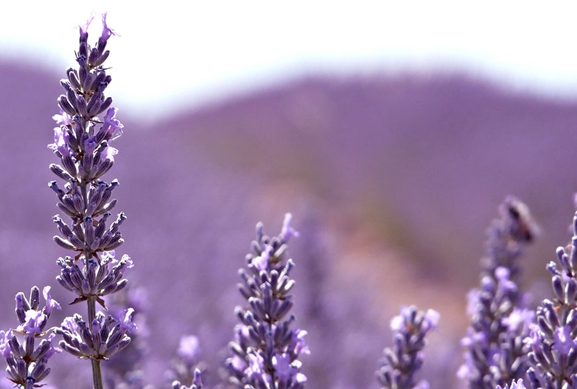 Lavender - Find out about these pretty flowers that heal